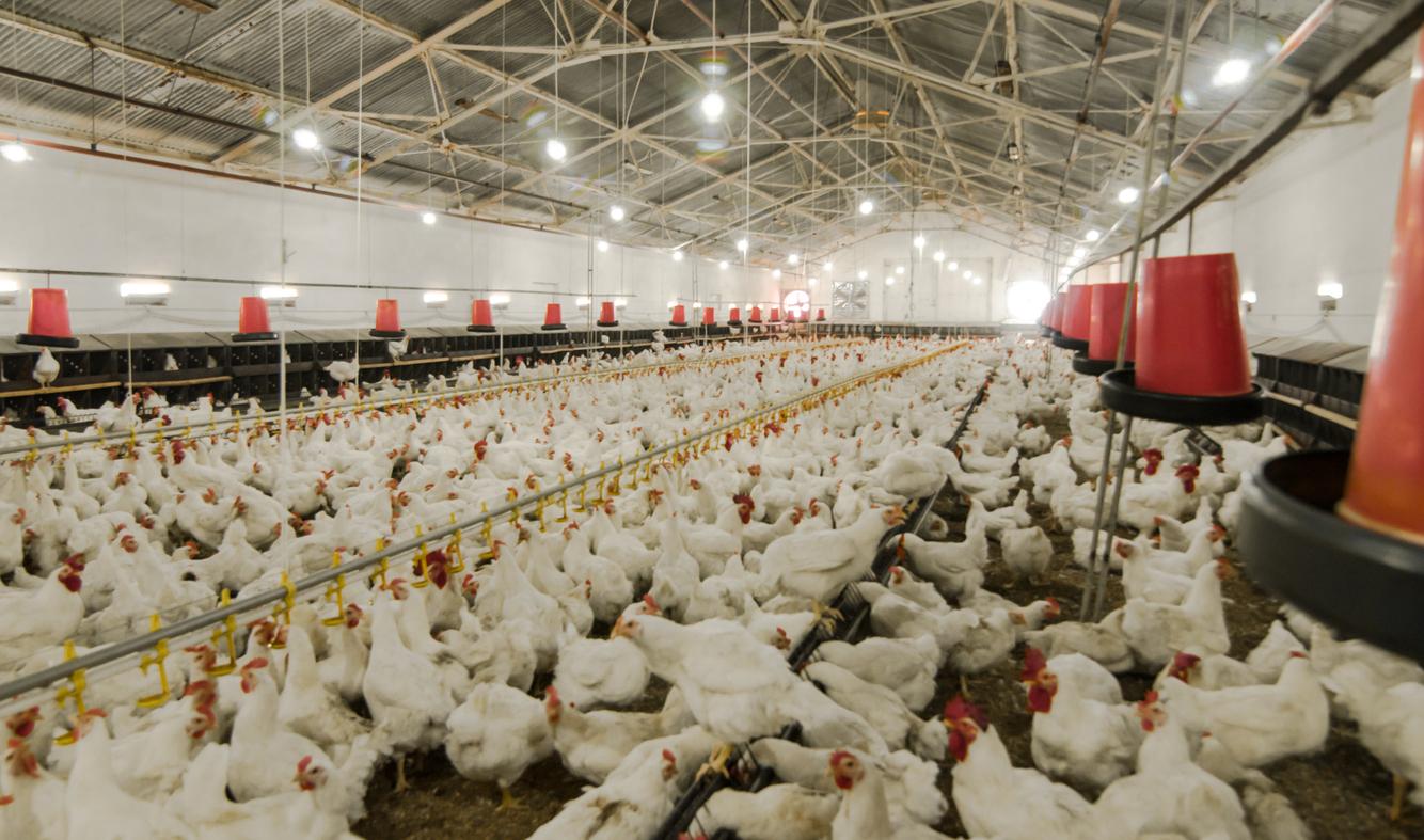 Chickens are crammed inside a large industrial farming operation.