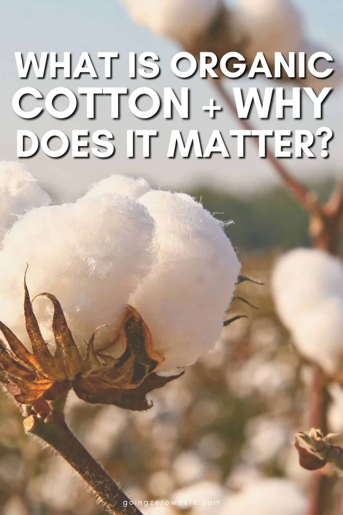 What’s Pure Cotton + Why Does It Matter?